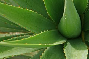 pflanze-aloe-vera